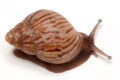 Lissachatina craveni juvenil